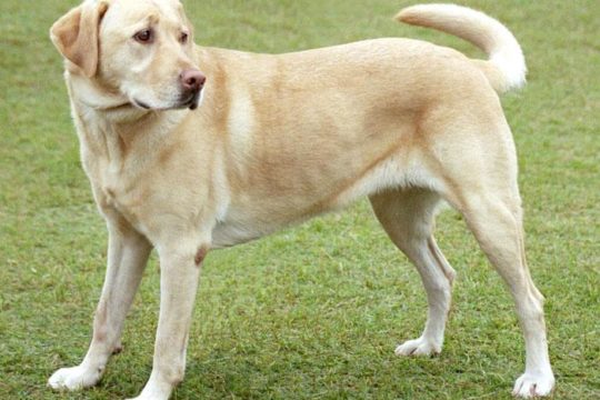 labrador retriver, akcesoria dla labradora