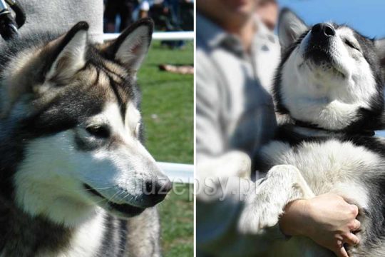 syberian husky opis rasy, sporty z psami, psy do jazdy na rowerze,