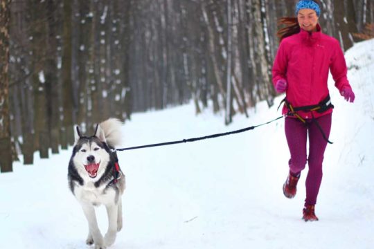 akcesoria do biegania z psem; pas do biegania z psem; jogging z psem akcesoria; bieganie z psem; akcesoria do biegania z psem; smycz do biegania z psem; smycz z amortyzatorem do biegania z psem; sprzęt do biegania z psem; pas do canicrossu; uprząż do canicrossu