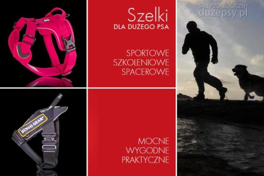 szelki dla dużego psa; szelki dla psa promocje; szelki dla psa sklep; szelki dla psa amstaff; szelki dla psa boksera; szelki dla owczarka niemieckiego; szelki dla psa goldena; szelki dla psa labradora; szelki dla psa beagle; szelki dla psa jak mierzyć; szelki dla psa jak dobrać rozmiar; szelki dla psa jakie wybrać; szelki dla psa sklep; sklep zoologiczny internetowy; duzepsy.pl
