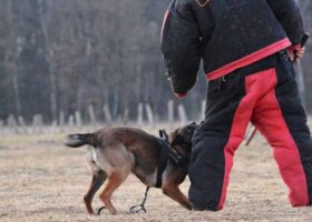 odzież dla pozoranta sklep IPO; ubranie treningowe dla pozoranta do mondioringu Dingo Gear; ubranie treningowe do sportów ringowych z psem; ubrania do mondioringu; odzież ochronna do mondioringu; kombinezon dla pozoranta; ubranie ochronne do ćwiczenia z psem sportów ringowych; odzież dla pozorantów; sporty ringowe z psami; ochrona pozoranta; akcesoria dla pozorantów; akcesoria do szkolenia k9; ipo sklep; sprzęt do szkolenia K9; akcesoria szkoleniowe dla psów; sklep zoologiczny; duzepsy.pl